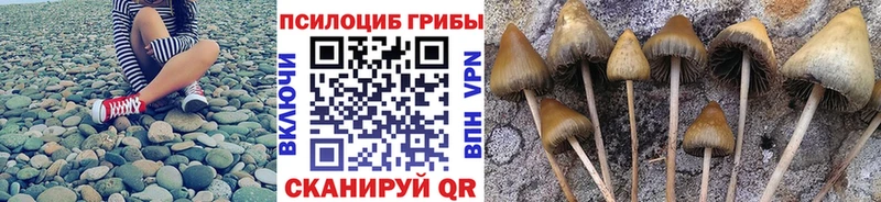 Псилоцибиновые грибы прущие грибы  Купить где  Почеп 